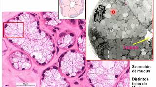 Histología CBCC5  T02  Cavidad oral lengua y glándulas salivales [upl. by Adelina]