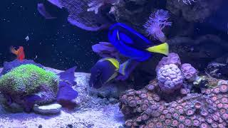 Powder Blue Tang Hybrid [upl. by Clive]