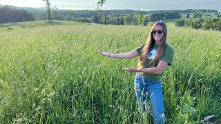 How to grow grass  Turning woods into pasture [upl. by Michaela]