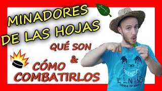 🌟Como COMBATIR el MINADOR de HOJAS✅  El MEJOR TRATAMIENTO ECOLÓGICO 💥 [upl. by Amik]