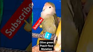 Another love bird mutated colorlovebird parrot aviary shortfeed subscribe [upl. by Letta]