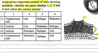 In the given transverse section of stem showing periderm identify [upl. by Holmann]