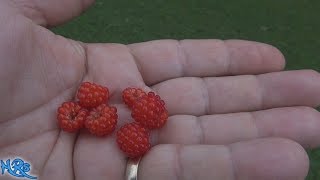 ⟹ Japanese wineberry  Rubus phoenicolasius  What do they taste like 2018 [upl. by Atwahs498]