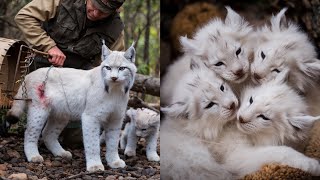 Man Saved this Lynx and her Cubs but 4 Years later THIS happens [upl. by Ruzich]