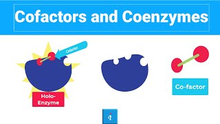 Cofactors and Coenzymes Holoenzyme Apoenzyme and MORE [upl. by Sabsay628]