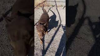 Video of adoptable pet named Ostara [upl. by Anatol]