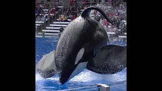 Tilikum pushes gate open  August 14 2015  SeaWorld Orlando [upl. by Melisa]