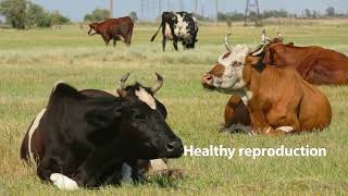 Optymax by Apical Revolutionizing Livestock Nutrition and Sustainable Animal Feed Solutions [upl. by Eimaraj]