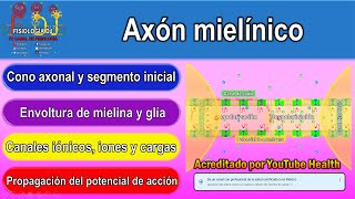 Axón mielínico  Axón neurona  Axones mielínicos  Conducción saltatoria del potencial de acción [upl. by Regdor]