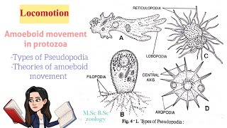 LocomotionAmoeboid movement in protozoaTypes of Pseudopodia Theories of Amoeboid movt MSc BSc [upl. by Humpage]