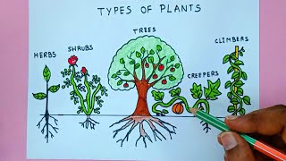 Types of Plants Drawing  Plants Drawing  Easy Tree Shrub Creeper Climber Herbs Drawing [upl. by Styles]