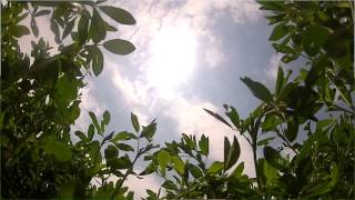 Potato Leafhopper Scouting in Alfalfa Fields [upl. by Hassadah955]