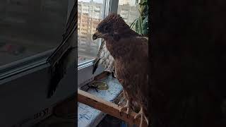 ytshorts youtube shorts Птица природа Viral helping oops theend birds Russia [upl. by Eahsed]