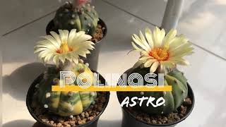 Mudah banget Cara Polinasi Kaktus Astrophytum 99 Berhasil [upl. by Ecnerat]