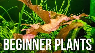 Top 7 Aquarium Plants for Beginners Who Cant Keep Them Alive 🌱 [upl. by Ajani]