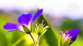 Morning Relaxing Music  Positive Piano Music for Stress Relief Study Music Angeline [upl. by Eillehs299]