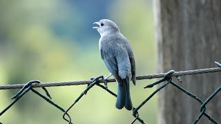 Sanhaçu cinzento cantando na natureza pássaro de belo canto e plumagem da nossa fauna [upl. by Rede]