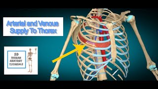 Arterial and Venous Supply To Thorax I Human Anatomy Tutorial [upl. by Yenffit53]