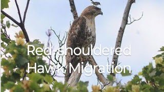 Redshouldered Hawk Migration hawk hawks [upl. by Amar]