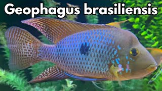 Geophagus Brasiliensis  Complete Care amp Breeding Guide [upl. by Nnek]