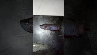 Gente mis caracoles estan matando mis peces [upl. by Mildrid]