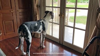 Great Dane Puppys Bark Changes From Playful To Protective [upl. by Eleanore]