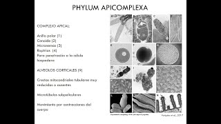 Phylum Apicomplexa [upl. by Junius]