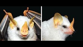 THE HONDURAN WHITE BAT [upl. by Euqinahc]