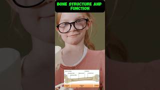 BONE STRUCTURE AND FUNCTIONS😍 shorts bscnursing boneanatomy [upl. by Sansen]