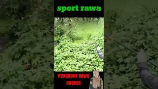 sambaran monster predator rawa angker fishing viralvideo gabus toman mancingmania strike [upl. by Neurath]