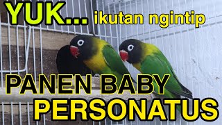 LOVEBIRD PERSO  Ternyata TIDAK MUDAH Ternak Lovebird Personatus  PANEN PART I [upl. by Irehs]