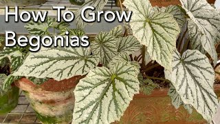 How To Grow Begonias  Plant Care Light Watering amp Fertiliser for all types of Begonias [upl. by Analrahc]