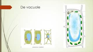 De plantaardige cel [upl. by Reibaj]