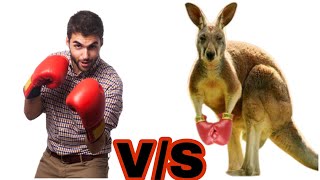 Man Vs Kangaroo Top 5 Kangaroo FightTop 5 Kangaroo Boxing [upl. by Zampardi85]