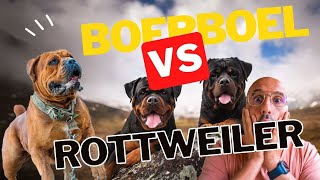 Rottweiler Vs Boerboel  Real Fight Comparison 2023  Wildlife Claws [upl. by Esej]