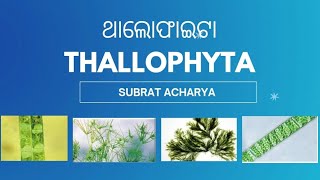 Thallophyta classification of plants ଥାଲୋଫାଇଟା ଉଦ୍ଭିଦ ଜଗତ [upl. by Hiltner]