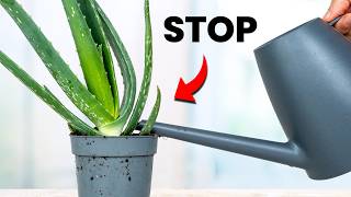 I Stopped Killing Aloe Vera Once I Knew This [upl. by Kudva42]