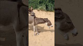 DONKEY animlals wildlife reels youtubeshorts [upl. by Hayikaz662]