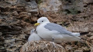 Kittiwake colony  Ekkerøy Norway [upl. by Elleyoj]