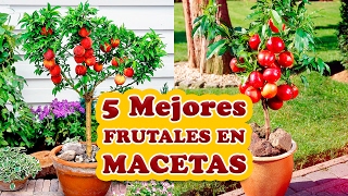 Los 5 Mejores Árboles Frutales para Cultivar en Macetas [upl. by Snah391]