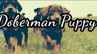 Getting a Doberman Pinscher Puppy [upl. by Leba]