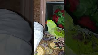 Mummy ak glass pani da do 🙏 mummy 🦜🦜 please like subscribe [upl. by Sherry]