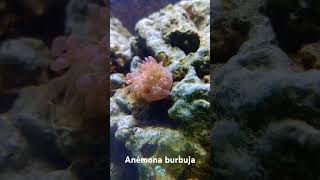 Anémona burbuja 🫧 music remix acuario reef [upl. by Cantu506]