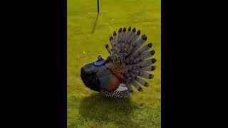 Ocellated turkeyrameezhafeez privetminizoo petsplanet petshop animallover [upl. by Tevis]