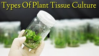 Types Of Plant Tissue Culture  Lec 06 [upl. by Umberto496]