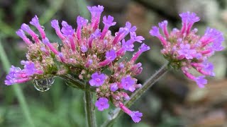 Growing Verbena Bonariensis [upl. by Dogs]