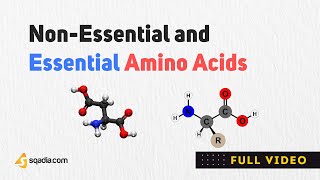 Non Essential Amino Acids  Structure Classification and Metabolism  Biochemistry [upl. by Ataner]