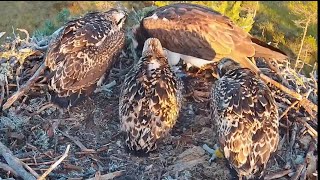 4 Sääksilive Osprey Cam  Fish in breakfast for three growing Osprey babies  July 6 2024 [upl. by Natiha]