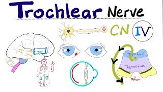 Trochlear Nerve  4th Cranial Nerve CN IV Superior Oblique Cavernous Sinus Syndrome  Neuro [upl. by Yetnruoc254]