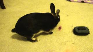 Silver Marten rabbit with 10 day old baby bunnies [upl. by Eillac]